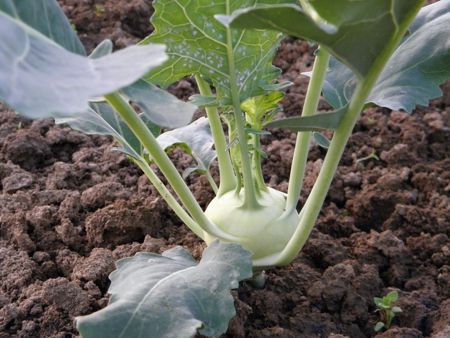 kohlrabi-1768491920